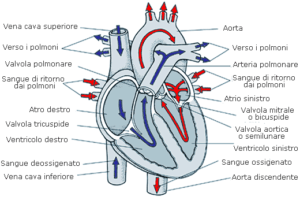 cuore